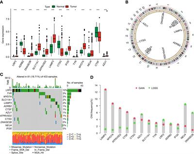 Characteristic of molecular subtype based on lysosome-associated genes reveals clinical prognosis and immune infiltration of gastric cancer